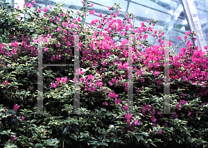 Picture of Bougainvillea glabra 'Sanderiana Variegata'