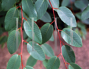 Picture of Berchemia polyphylla leioclada 