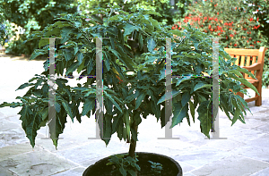 Picture of Brugmansia sanguinea 