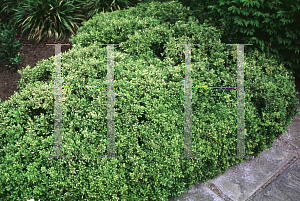 Picture of Buxus microphylla 