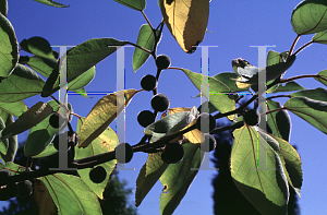 Picture of Broussonetia papyrifera 