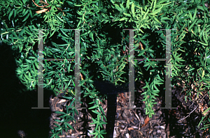 Picture of Berberis replicata 