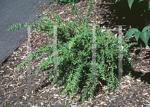 Picture of Berberis replicata 