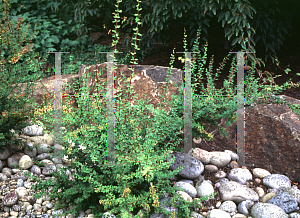 Picture of Berberis tischleri var. abbreviata 