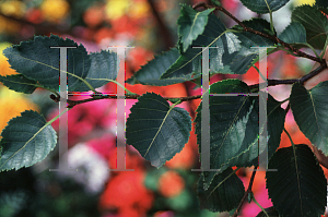 Picture of Betula costata 