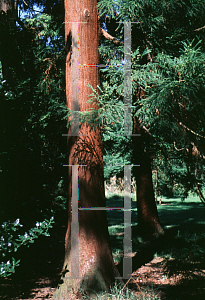 Picture of Cryptomeria japonica 