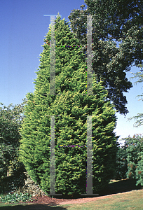 Picture of Cupressus macrocarpa 'Lutea'