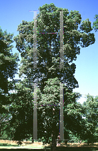 Picture of Carya ovata var. pubescens 