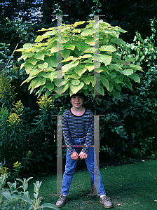 Picture of Catalpa bignonioides 'Aurea'