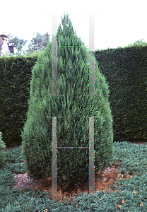 Picture of Chamaecyparis lawsoniana 'Erecta'