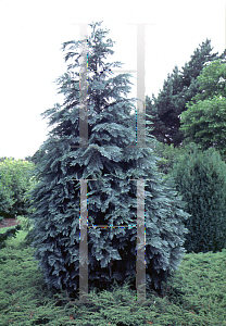 Picture of Chamaecyparis lawsoniana 'Pembury Blue'