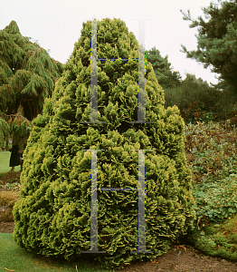 Picture of Chamaecyparis lawsoniana 'Aurea Densa'