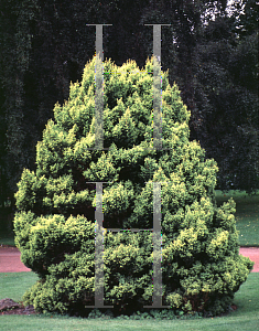 Picture of Chamaecyparis pisifera 'Plumosa Aurea Compacta'