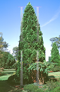 Picture of Chamaecyparis lawsoniana 'Green Pillar'