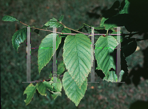 Picture of Betula alleghaniensis 