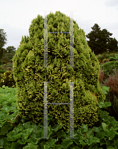 Picture of Chamaecyparis lawsoniana 'Minima Aurea'