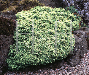 Picture of Chamaecyparis pisifera 'Plumosa Compressa'