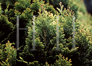 Picture of Chamaecyparis lawsoniana 'Aurea Densa'