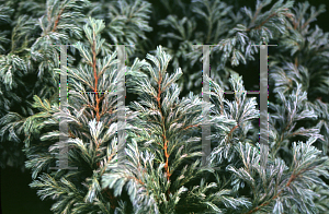 Picture of Chamaecyparis pisifera 'Boulevard'