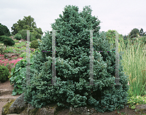 Picture of Chamaecyparis pisifera 'Boulevard'