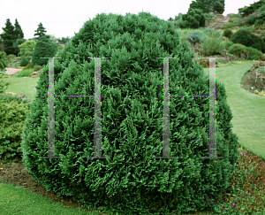 Picture of Chamaecyparis lawsoniana 'Globosa Nana'