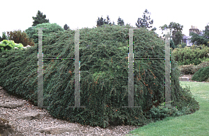 Picture of Cotoneaster adpressus 