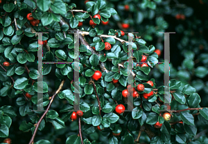Picture of Cotoneaster affinis 