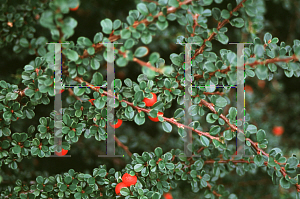 Picture of Cotoneaster congestus 