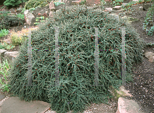 Picture of Cotoneaster congestus 