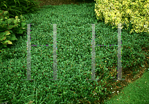 Picture of Cotoneaster dammeri 