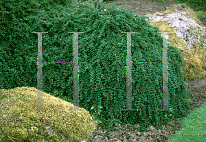 Picture of Cotoneaster congestus 