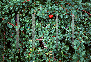 Picture of Cotoneaster congestus 