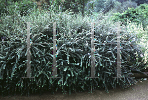 Picture of Cotoneaster conspicuus 