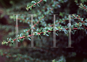 Picture of Cotoneaster conspicuus 