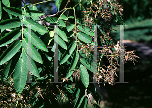 Picture of Cladrastis sinensis 