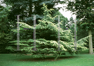 Picture of Cedrus libani 'Aurea'