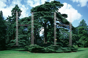 Picture of Cedrus libani 