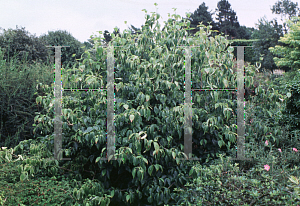 Picture of Cornus kousa var. chinensis 