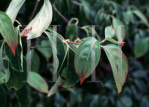 Picture of Cornus kousa var. chinensis 