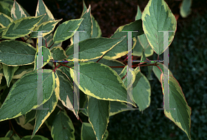 Picture of Cornus alba 'Spaethii'