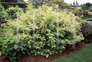 Picture of Cornus alba 'Spaethii'