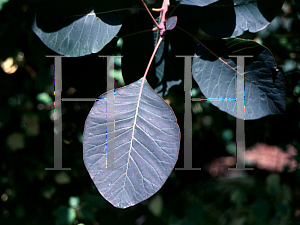 Picture of Cotinus obovatus X C. coggygria 