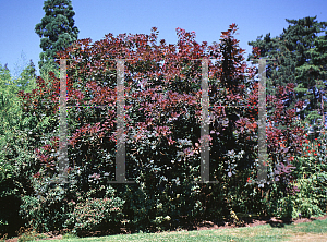 Picture of Cotinus obovatus X C. coggygria 