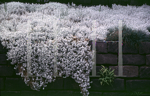 Picture of Cerastium tomentosum 