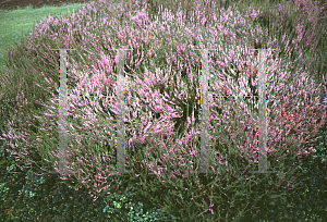 Picture of Calluna vulgaris 