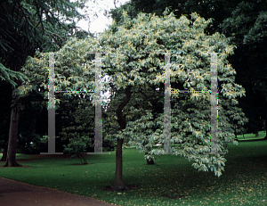 Picture of Castanea sativa 'Variegata'