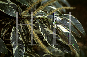 Picture of Castanea sativa 'Variegata'