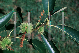 Picture of Castanea sativa 