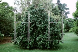 Picture of Corylus avellana 'Contorta'