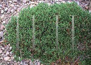 Picture of Cassiope mertensiana ssp. californica 